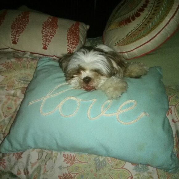 Meet your Posher, Misty - Picture 5 of 6